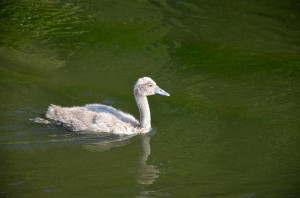 Молодой лебедь-шипун (Cygnus olor)                       